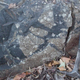 The chert rock deposit the fossils came from.